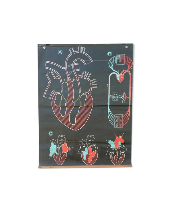Affiche Scolaire Dr Auzoux La Circulation, Le Coeur N2/Anatomie Vintage France Années 1950 | Art Mur