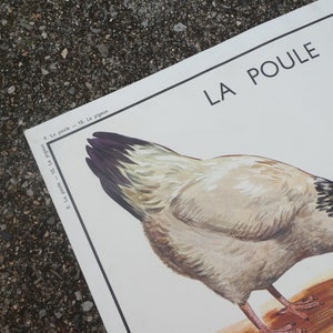 Affiche pédagogique Rossignol La poule et Le pigeon / Magic'Puce image 5