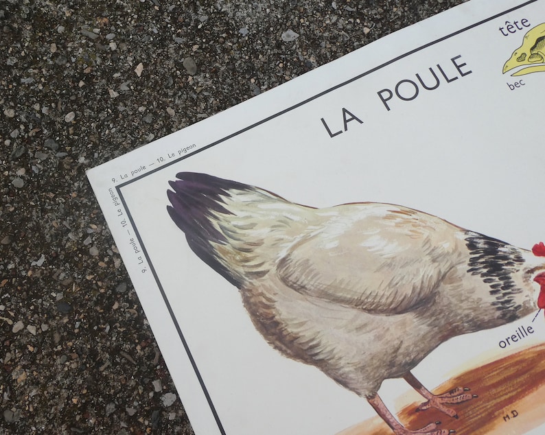 Affiche pédagogique Rossignol La poule et Le pigeon / Magic'Puce image 5