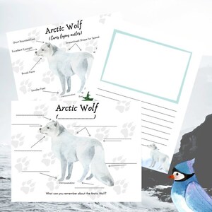 May include: A printable worksheet featuring a watercolor illustration of an Arctic Wolf with labels for different body parts. The worksheet includes the scientific name for the Arctic Wolf, "Canis lupus arctos".