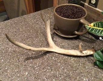 Deer Antler Shed