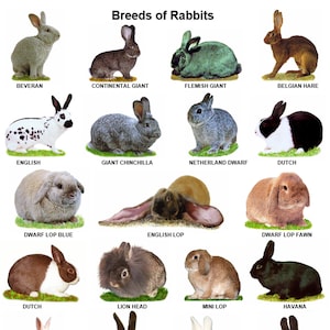 A4 Laminated Posters. Breeds of Rabbits