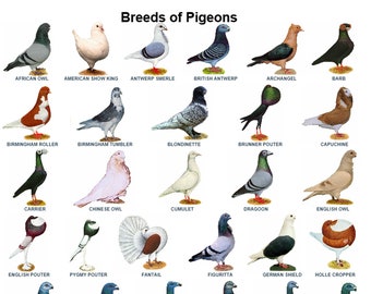 A4 Laminated Posters. Pigeons 44 Breeds, Homers, Tumblers, Tipplers, Etc