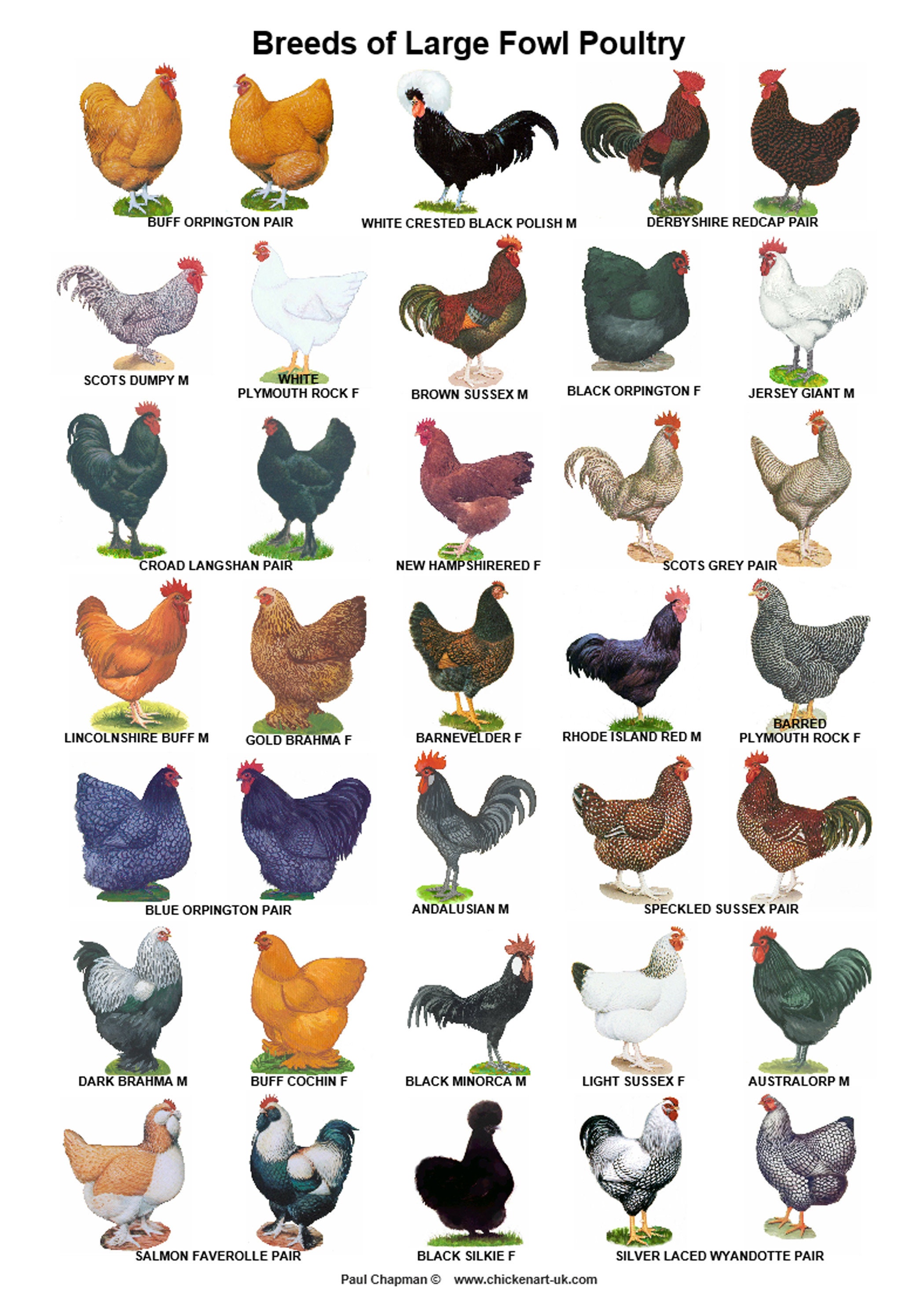 large rooster breeds