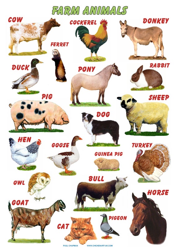 Buy A4 Posters. Farm Animals..cows Pigs Sheep Goats Horse Online in India -  Etsy