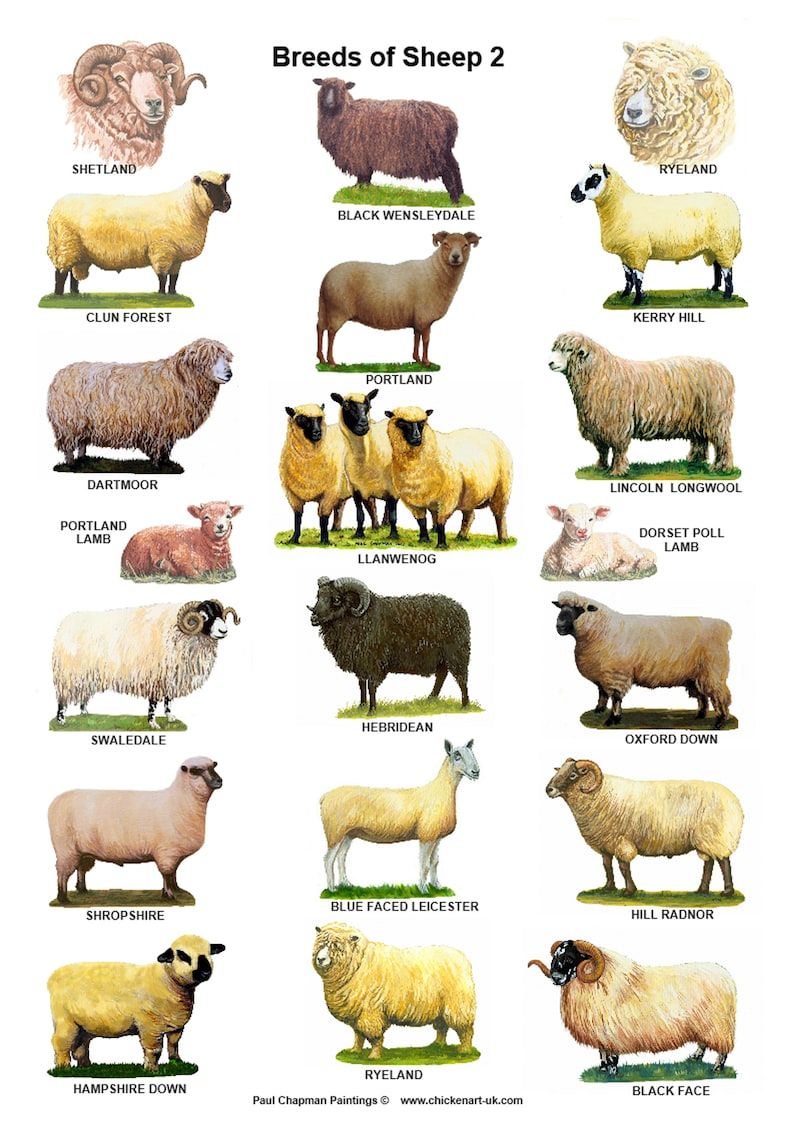 A4 Posters. Breeds of Sheep 2 Different Posters Etsy Australia