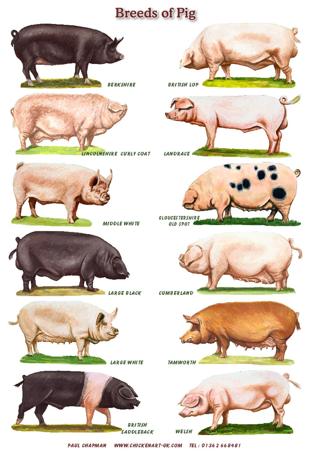 A4 Laminated Posters. Breeds of Pigs Etsy