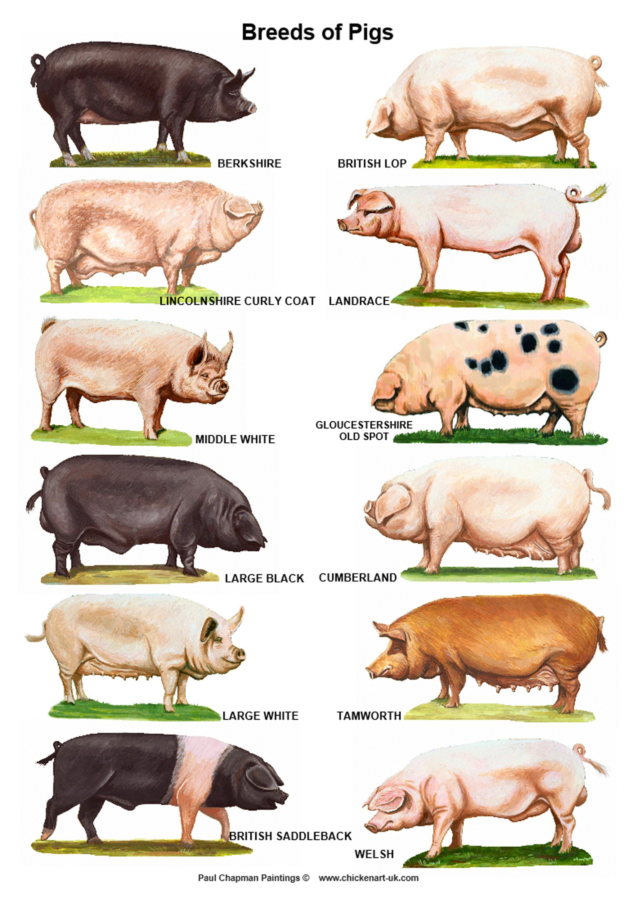 A4 Laminated Posters Breeds Of Pigs Etsy