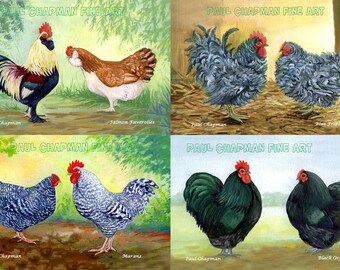 Poultry bantam heavy breeds 5 to 8 Prints Digital Download. Four Breeds Faverolles, Frizzle, Marans, Orpington.