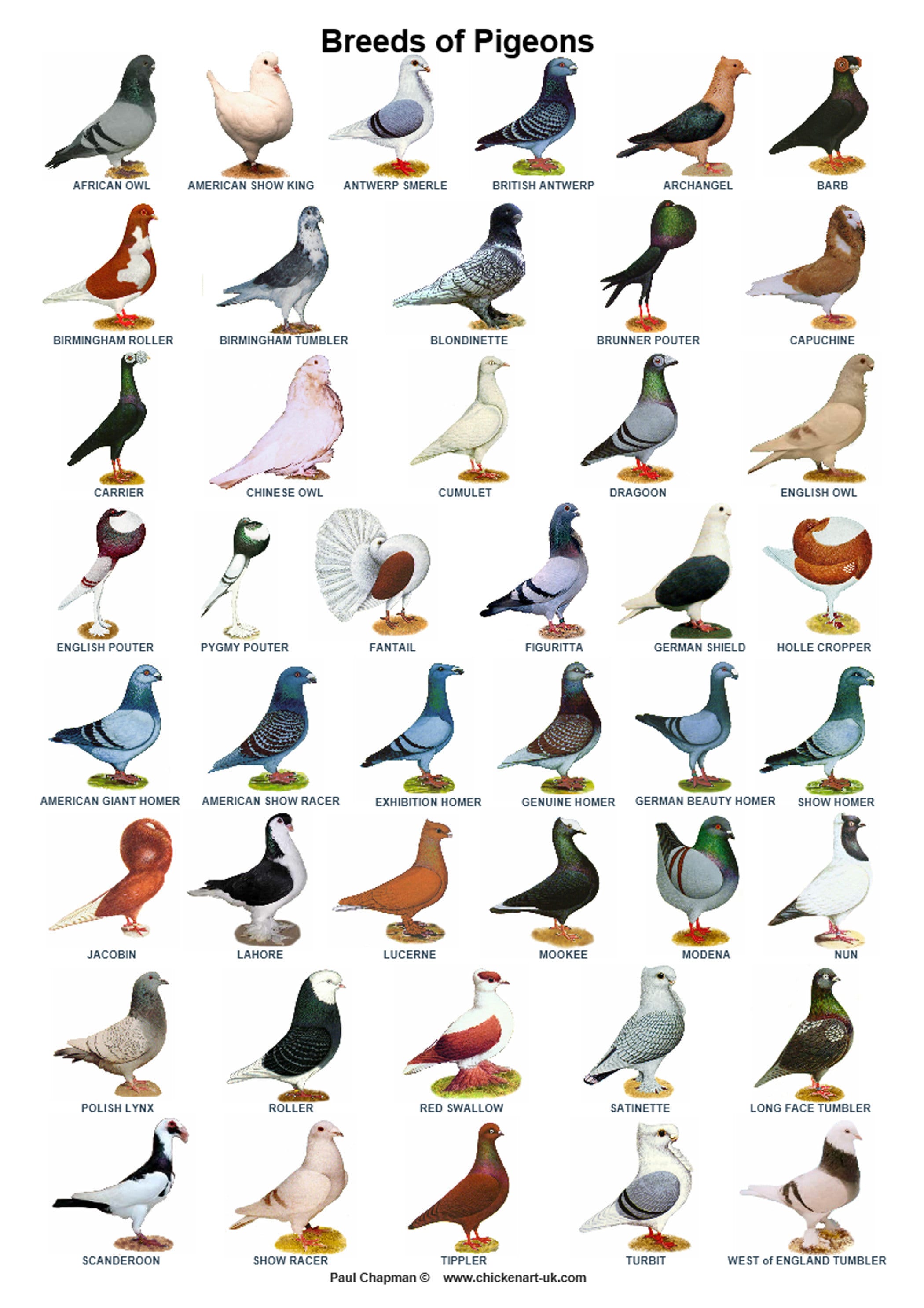 How Many Types Of Pigeons Are There