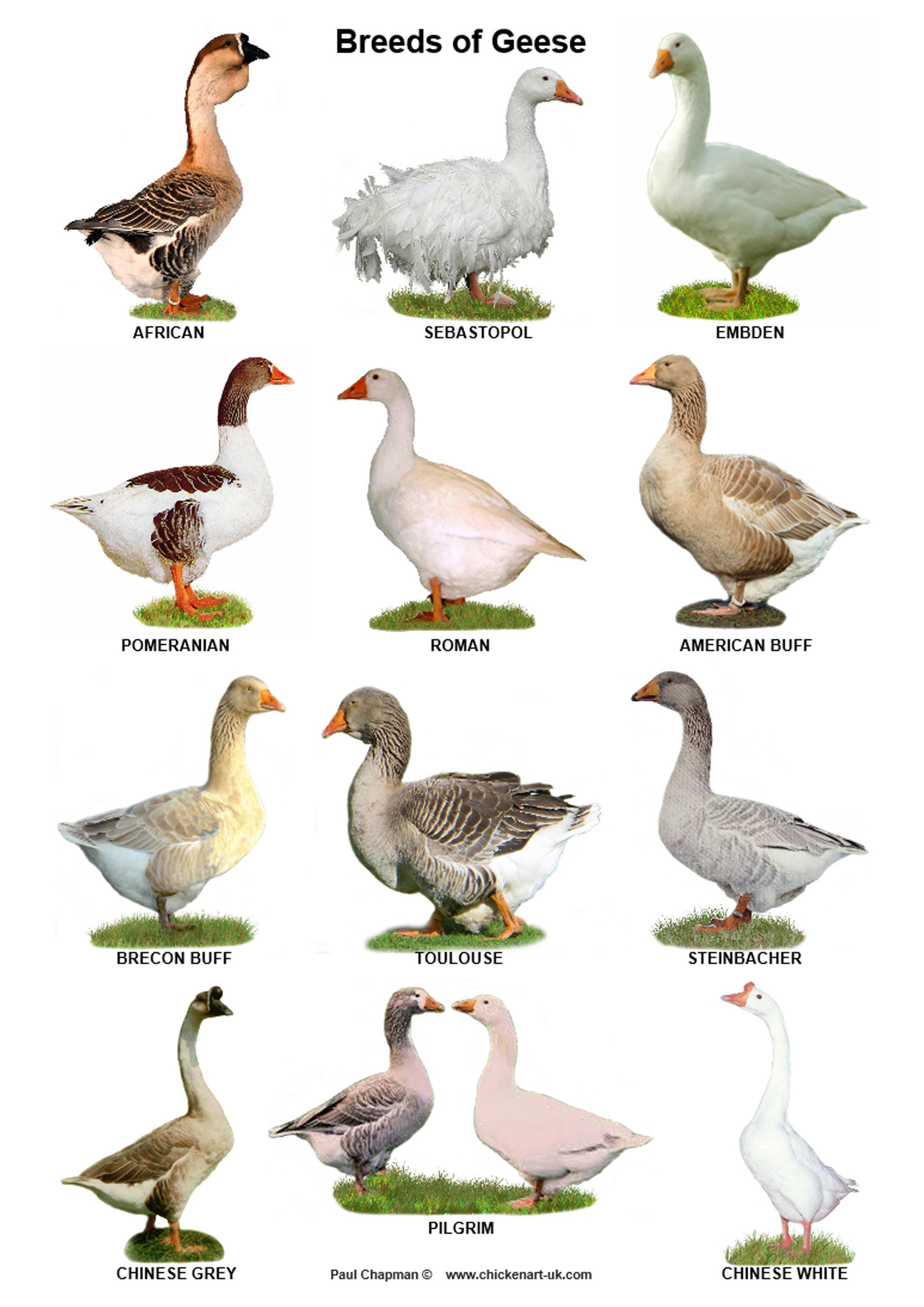 Get Embden Goose Size Gif