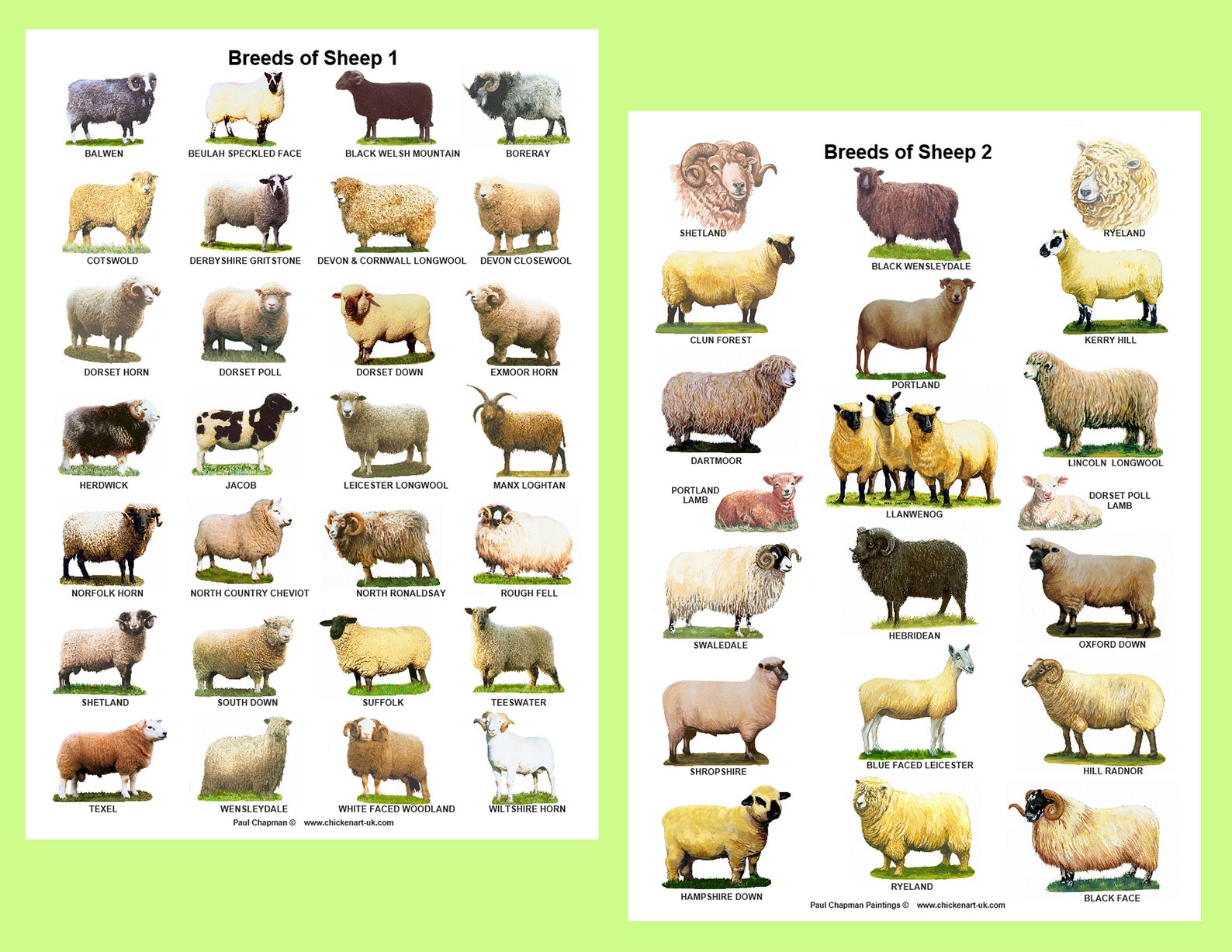 A4 Laminated Posters.Breeds of Sheep 2 different posters Etsy