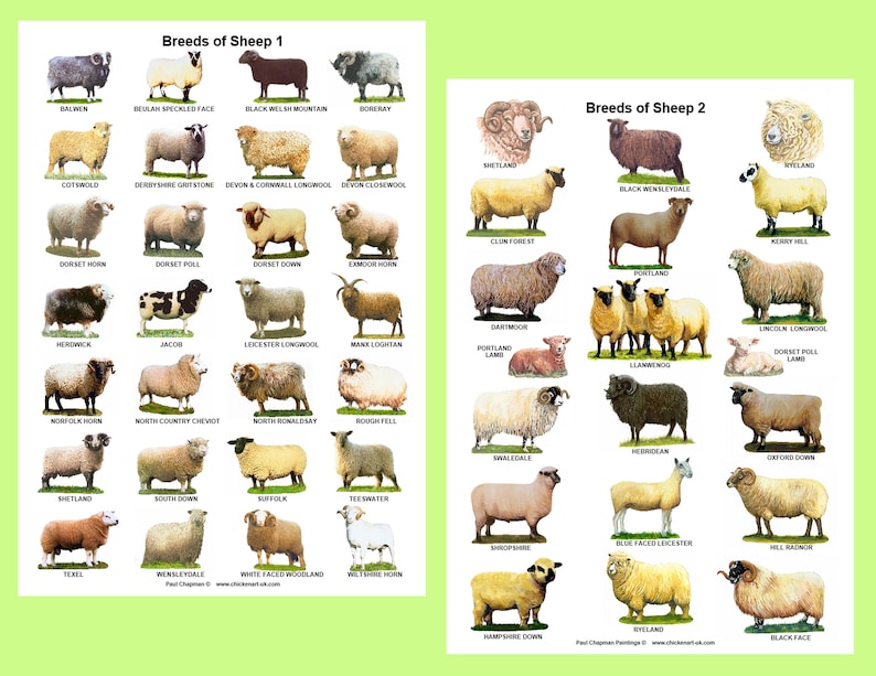 A4 Posters. Breeds of Sheep 2 Different Posters Etsy Australia