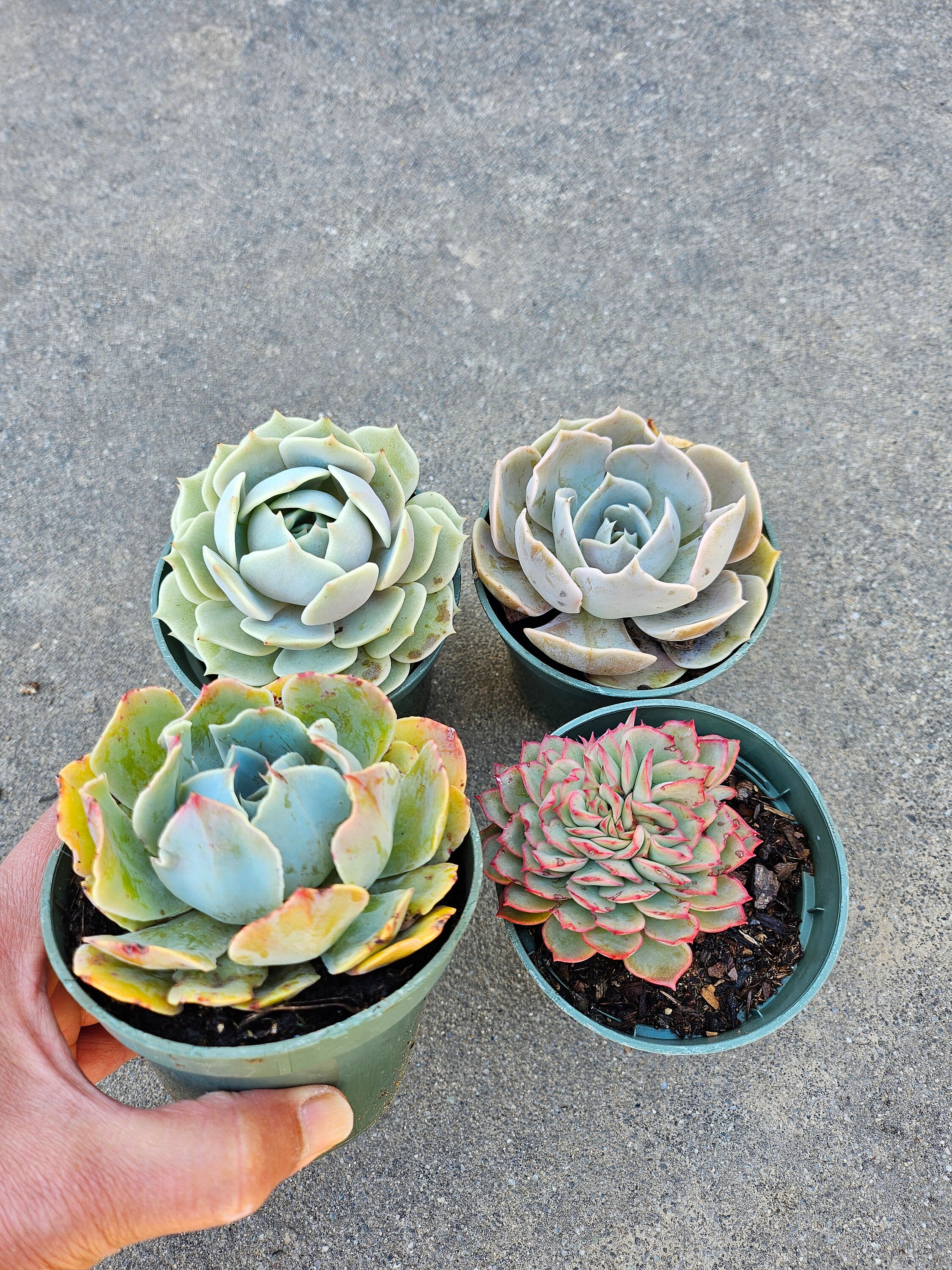 エケベリア多肉植物セット：4インチ成木、ブルーラッフルズ、ブルー