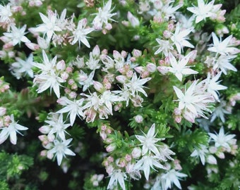 Sedum Moranense white flower ,very hardy .quickly spreading ground cover.