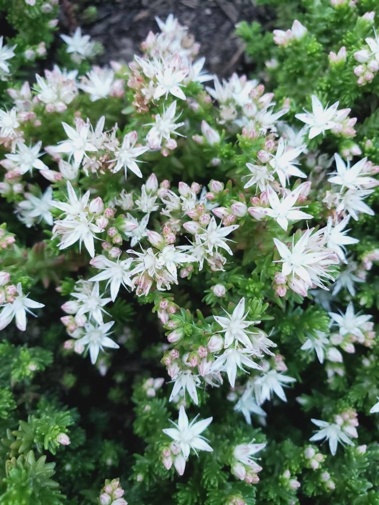 Sedum Moranense white flower ,very hardy .quickly spreading ground cover. Buy 5 order get free shipping.