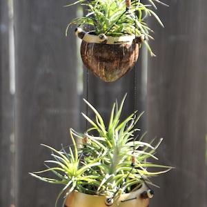 May include: Two air plants in hanging coconut shell planters. The top planter is brown and the bottom planter is gold. Both planters are hanging from black cords.