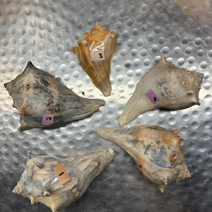 May include: Five conch shells arranged in a circular pattern, each featuring a small adhesive label with a number from one to five. The shells display natural variations in color, including shades of tan, gray, brown, and off-white, with textured surfaces.