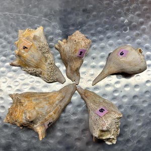 May include: Five distinct sea shells arranged in a circular pattern. Each shell features a unique, textured, tan and cream-colored surface. Small, colored adhesive labels with the handwritten numbers 5, 8, 6, 7, and 9 are attached to each shell.