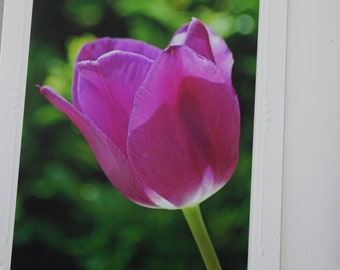 Pink Tulip Photo Note Card: 5x7 Spring Friendship Card