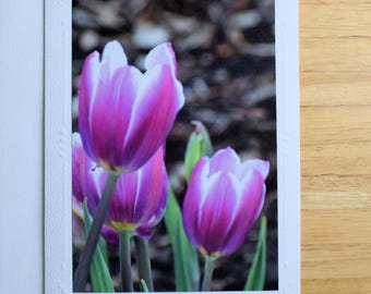 Pink and White Tulips Note Card: Floral Photography, 5x7 All Occasion Blank Card