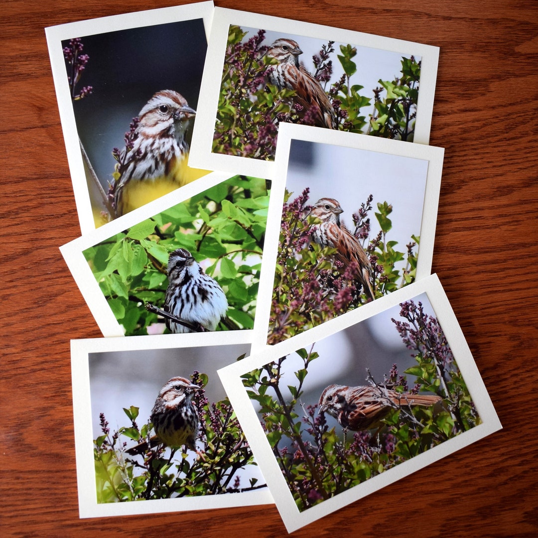 Boxed Note Card Set Song Sparrow Note Cards Set of 6 Etsy