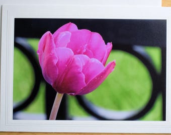 Pink Tulip Photo Note Card: 5x7 Spring Friendship Card
