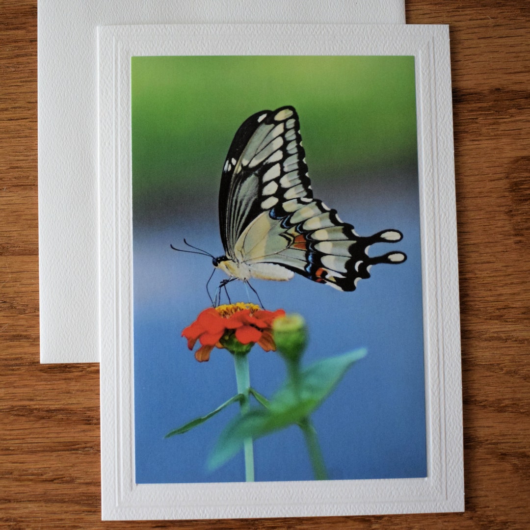 Tiger Swallowtail Butterfly Photo Note Card: 5x7 All Occasion Greeting ...
