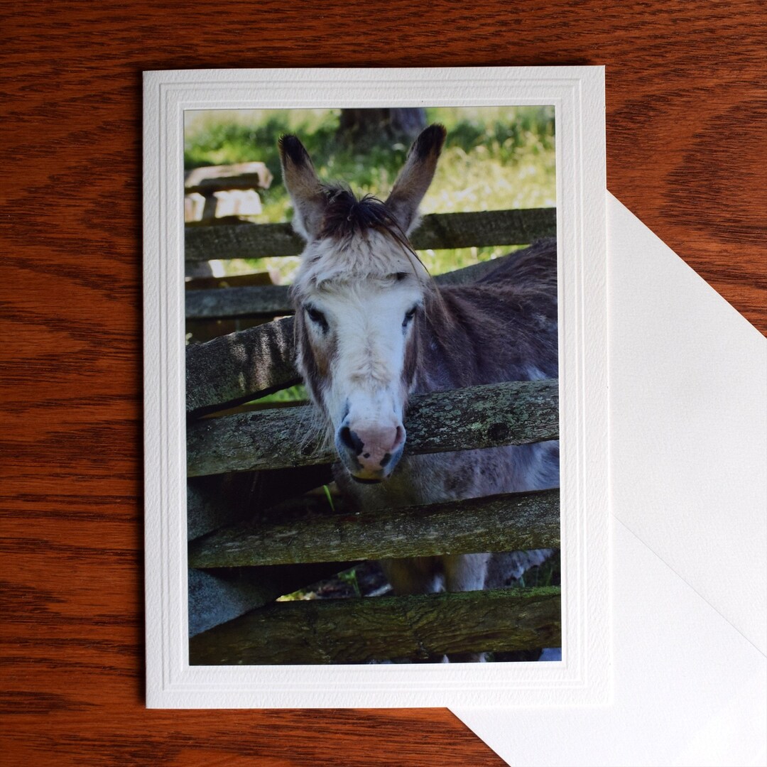 Donkey Photo Note Card: 5x7 All Occasion Greeting Card - Etsy
