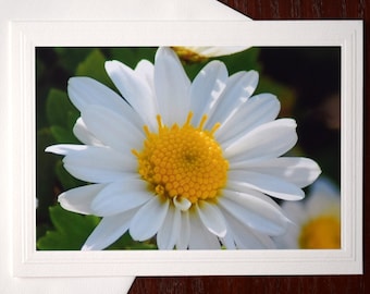 Daisy Note Card: 5x7 Ivory All Occasion Blank Card