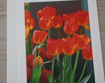 Tulip Photo Note Card: 5x7 Spring Greeting, Embossed Blank Card
