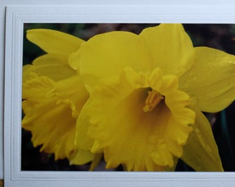 Spring Daffodil 5x7 Embossed Photo Card – All Occasion Greeting