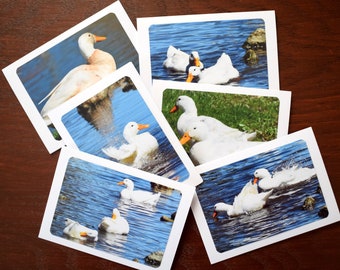 Assorted White Duck Photo Note Cards (Set of 6) – Blank Greeting Cards