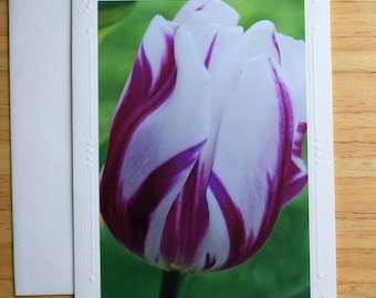 Tulip Photo Note Card: Spring, Easter, All Occasion Greeting