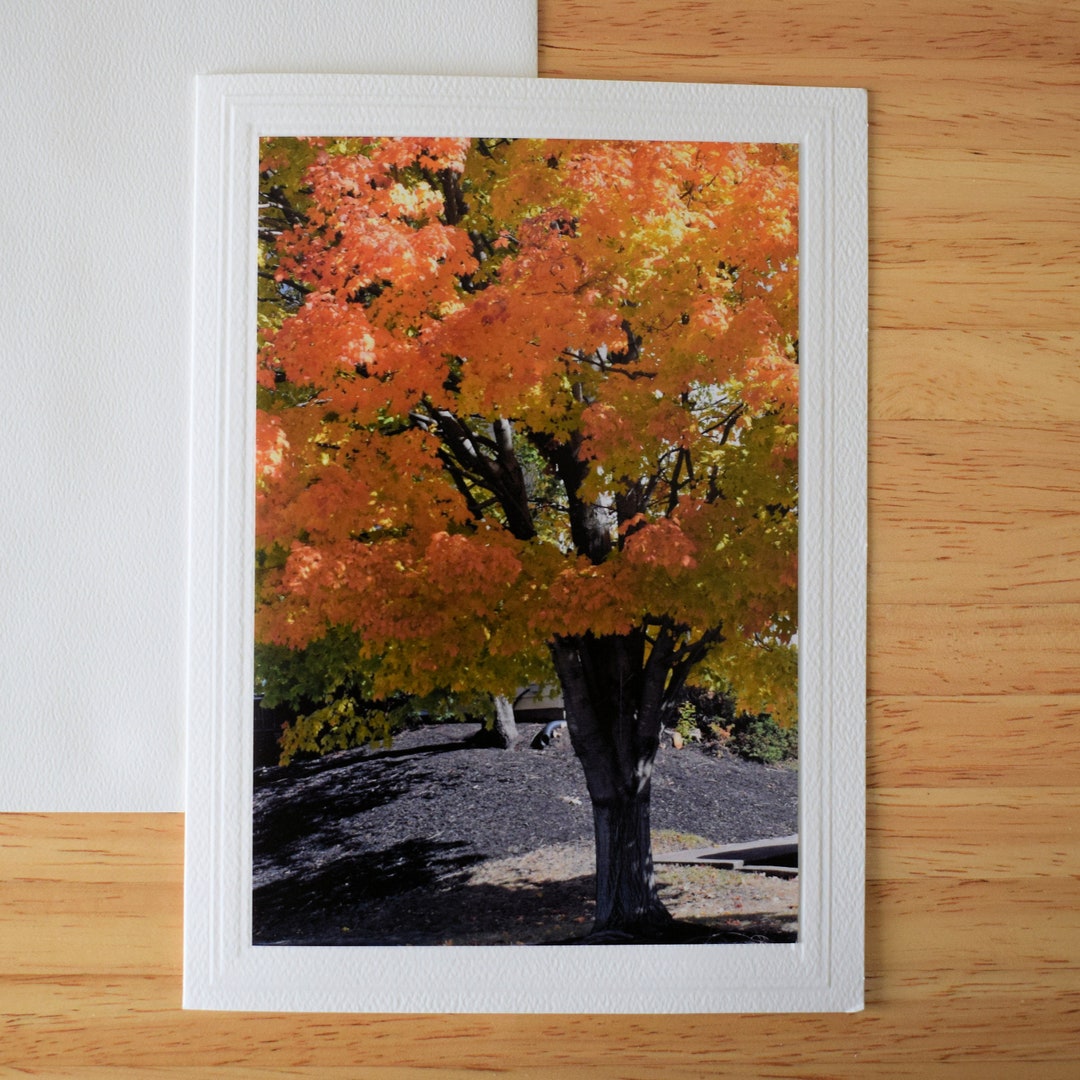 Fall Tree Photo Note Card: 5x7 Autumn Greeting Card - Etsy