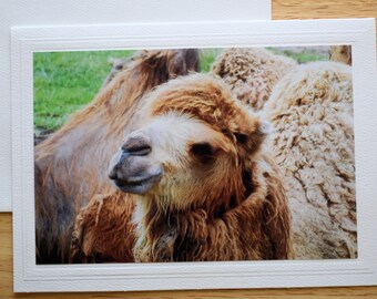Camel Photo Notecard: 5x7 All Occasion Greeting Card