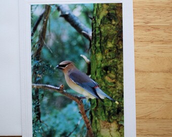Cedar Waxwing Note Card: 5x7 All Occasion Greeting Card