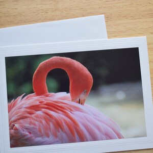 5x7 Note Card; Flamingo on Blank Note Card; Photograph Notecard; All Occasion Card