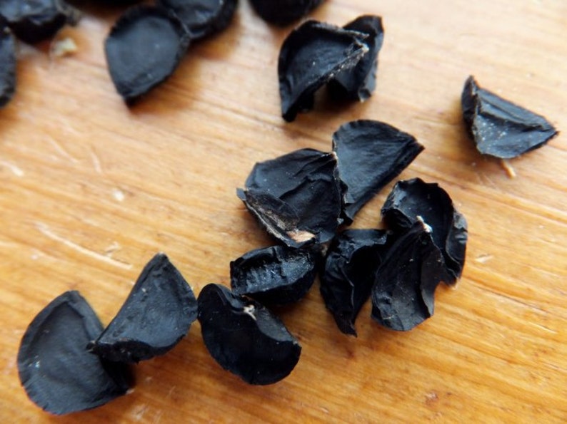 Red Yucca Seeds image 2