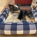 see more listings in the The Snuggler Pet Bed section