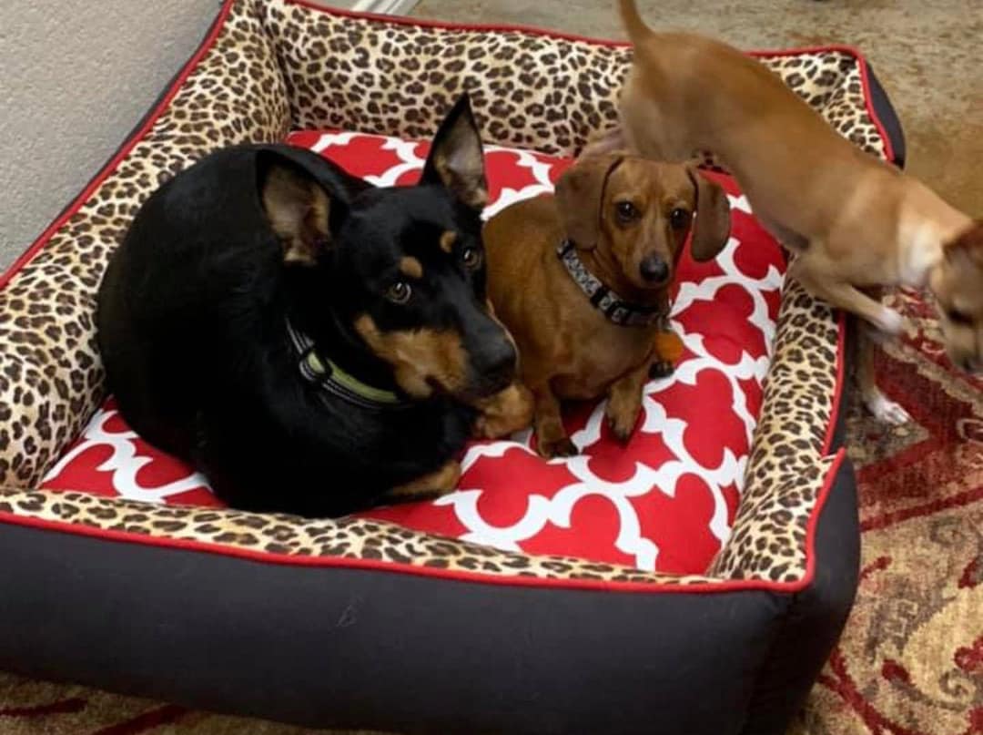 Red Leopard Dog Bed Animal Print Pet Bedding Personalized Etsy UK