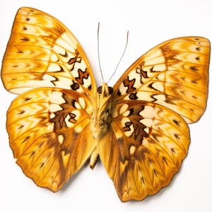 Cymothoe hyarbita