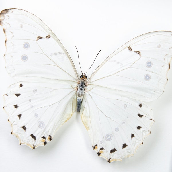 Morpho polyphemus
