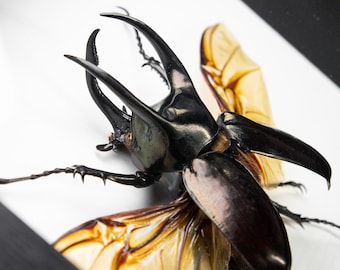 Chalcosoma atlas