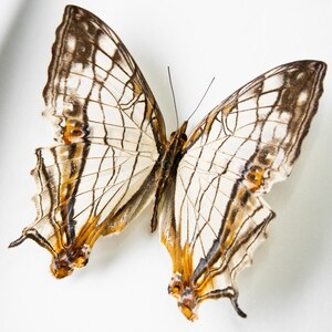 Cyrestis thyodamas