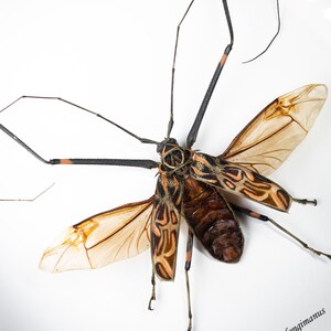 標本 Ivorycost Goliathus regius 89mm Ivorycost Goliathus regius 89mm - メルカリ