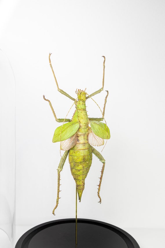 Heteropteryx dilatata