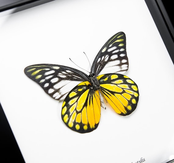 Prioneris thestylis