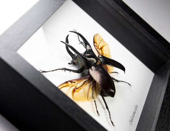 Chalcosoma atlas