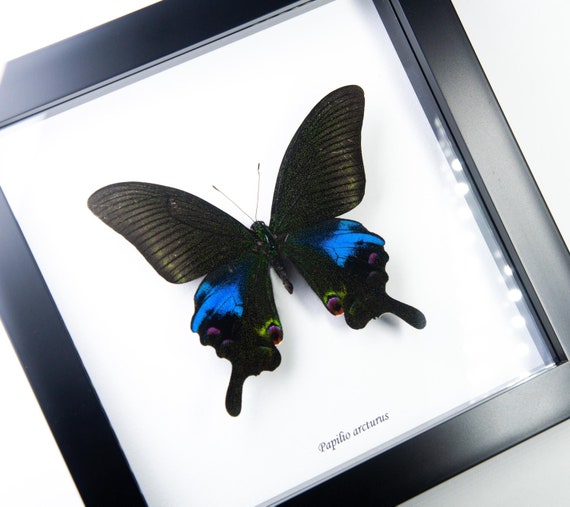 Papilio arcturus